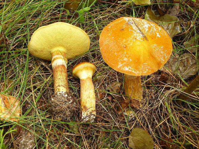 Suillus grevillei